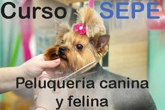 Curso peluquería canina gratuito curso de peluquería canina del sepe